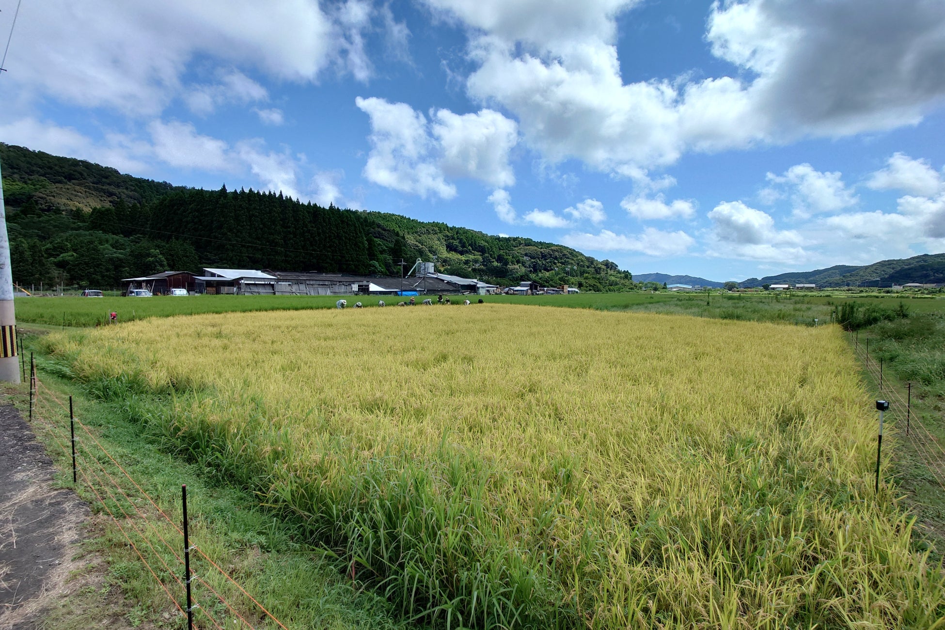 省力化しても豊作！ ロボット技術を活用した”WORKROID米“を初収穫のサブ画像8_2023年9月時点 収穫前
