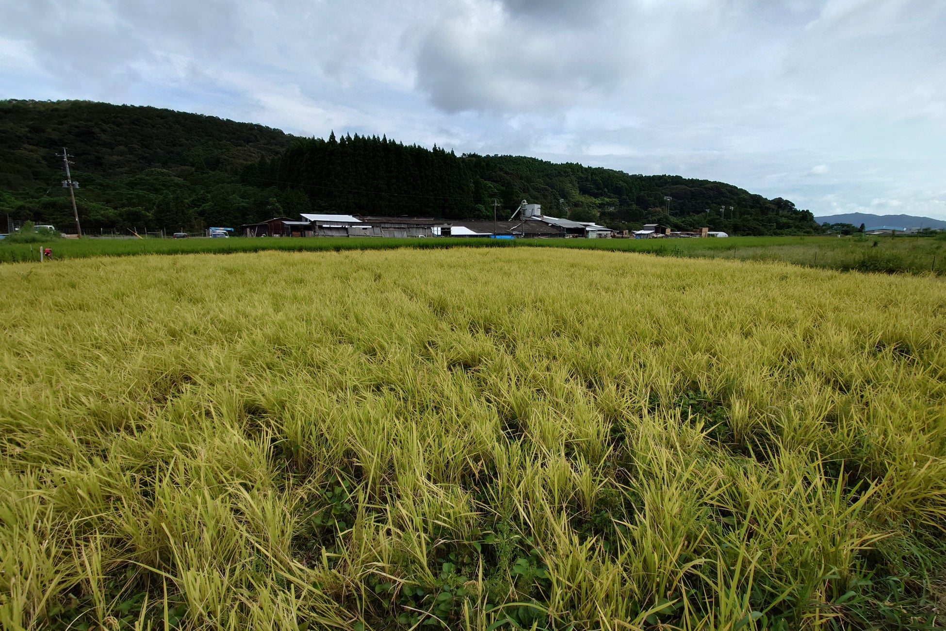 省力化しても豊作！ ロボット技術を活用した”WORKROID米“を初収穫のサブ画像9_2023年9月時点 収穫後