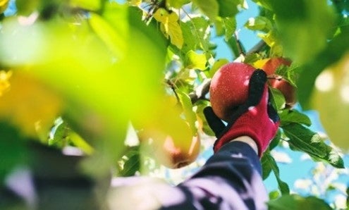 JTB、日本一の産地で農業も観光も楽しめる「りんご農家ボランティアツアー」を 発売！　のサブ画像1_りんご収穫（イメージ）