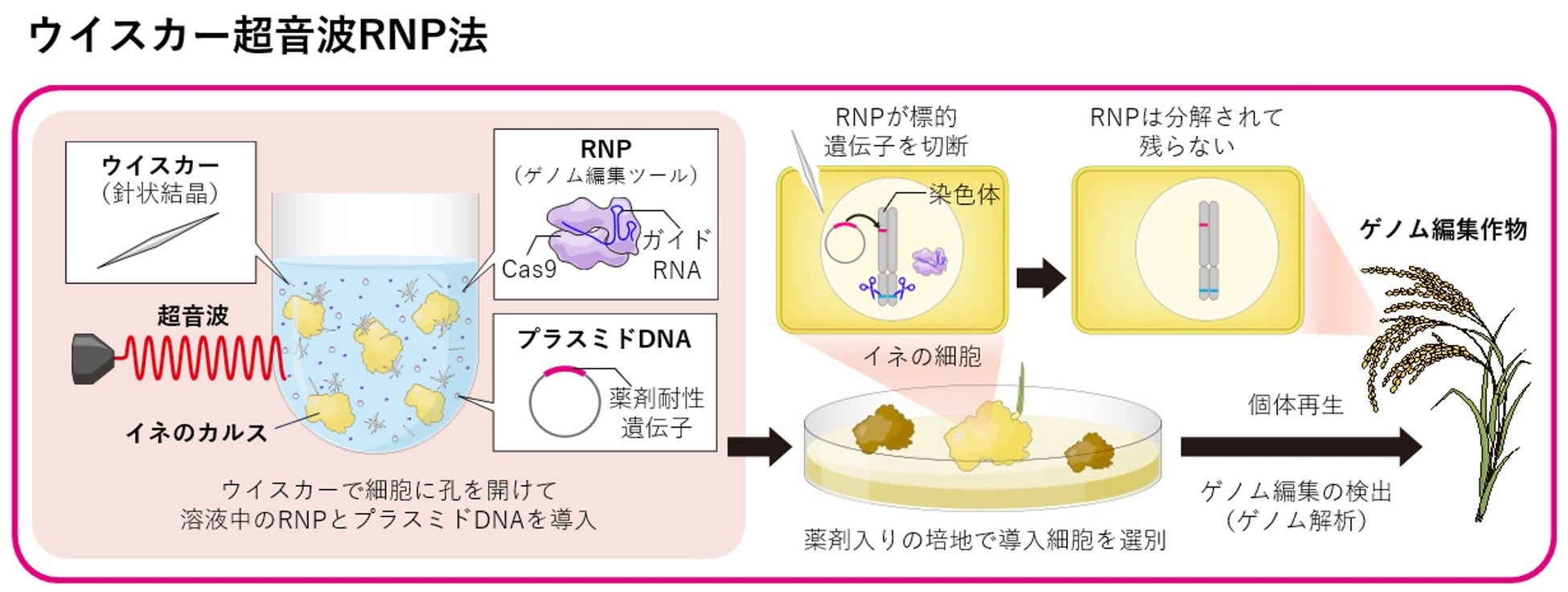 植物における新しいゲノム編集技術の開発に成功のサブ画像1_開発したウイスカー超音波RNP法の概要図
