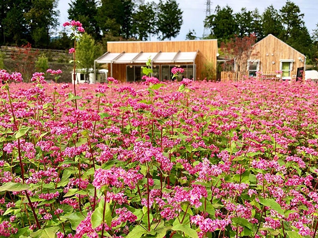 赤いソバの花が咲く「高嶺ルビー」のフォトコンテストを Instagramで開催のサブ画像2_ルビーの里　エクステリアガーデン (長野県駒ヶ根市)