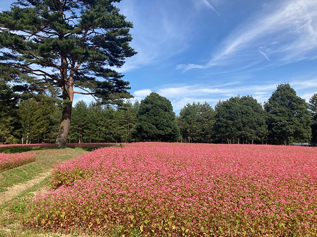 赤いソバの花が咲く「高嶺ルビー」のフォトコンテストを Instagramで開催のサブ画像3_ルビーの里　駒ヶ岳ガーデン (長野県上伊那郡宮田村)