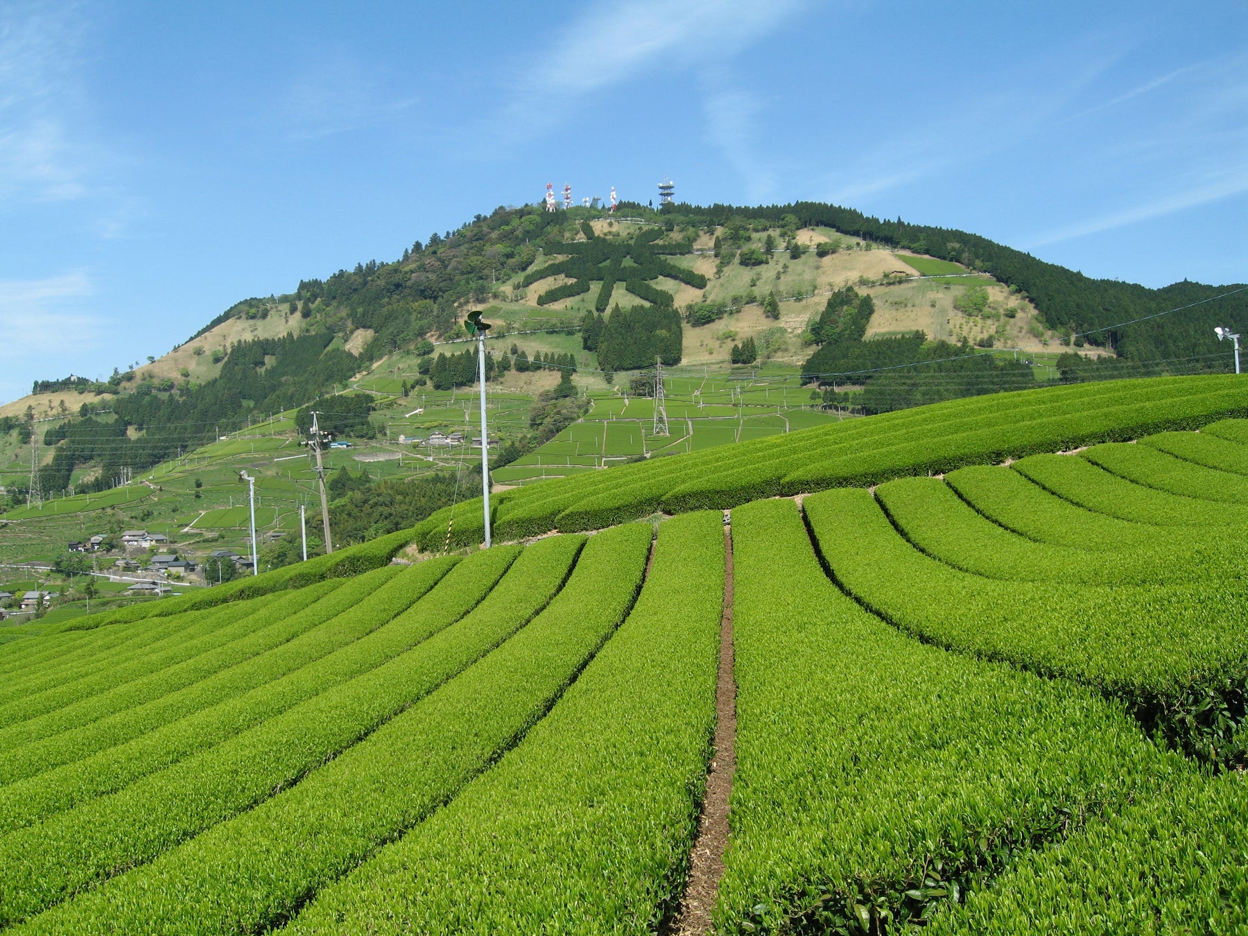 世界農業遺産「静岡の茶草場農法」認定10周年記念事業への参加者募集のサブ画像1