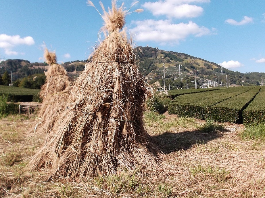 世界農業遺産「静岡の茶草場農法」認定10周年記念事業への参加者募集のサブ画像5