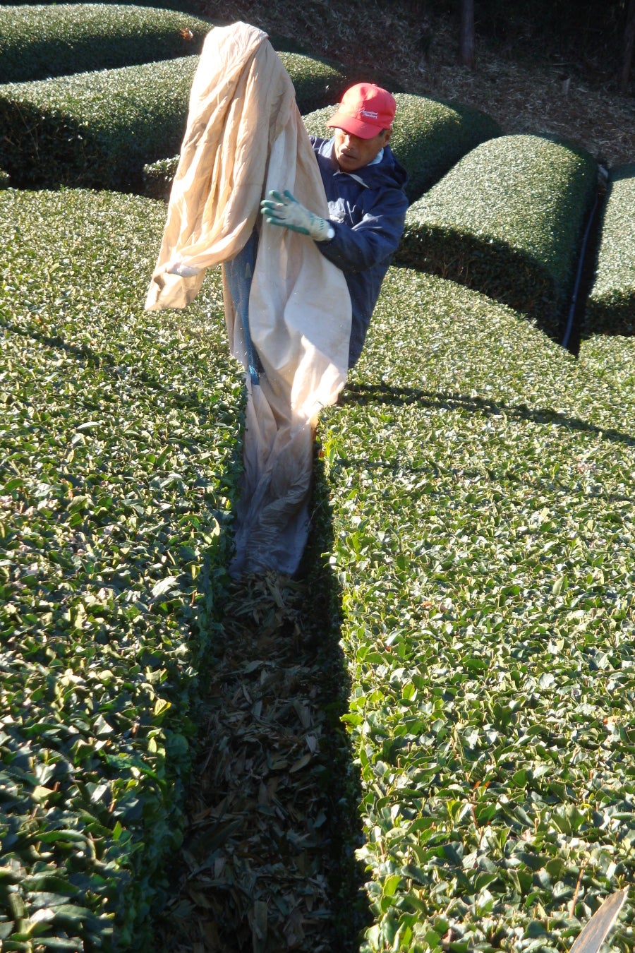 世界農業遺産「静岡の茶草場農法」認定10周年記念事業への参加者募集のサブ画像6