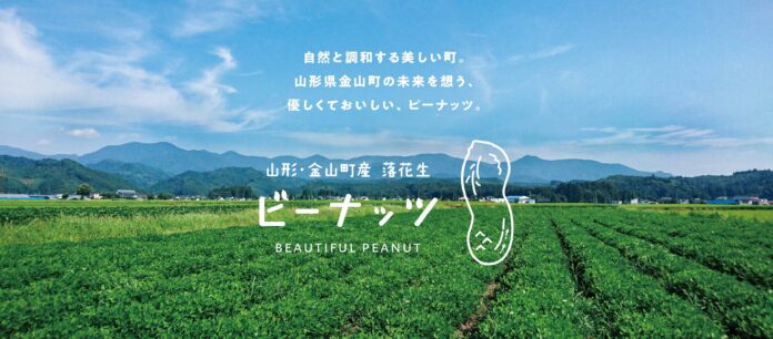 山形県金山町で落花生の収穫イベント開催！のメイン画像