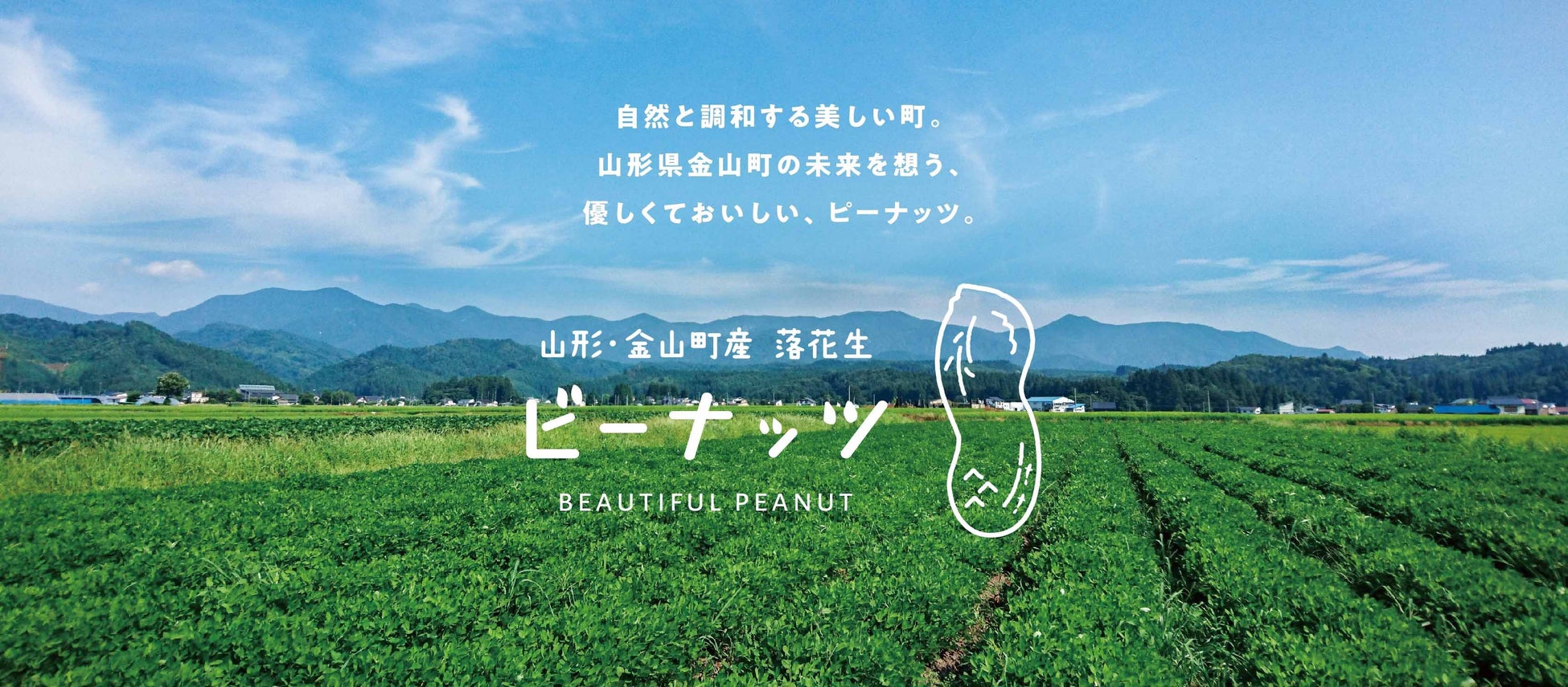 山形県金山町で落花生の収穫イベント開催！のサブ画像1