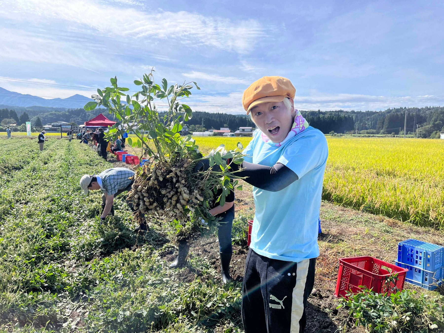 山形県金山町で落花生の収穫イベント開催！のサブ画像3_ソラシド水口さん収穫に歓声！