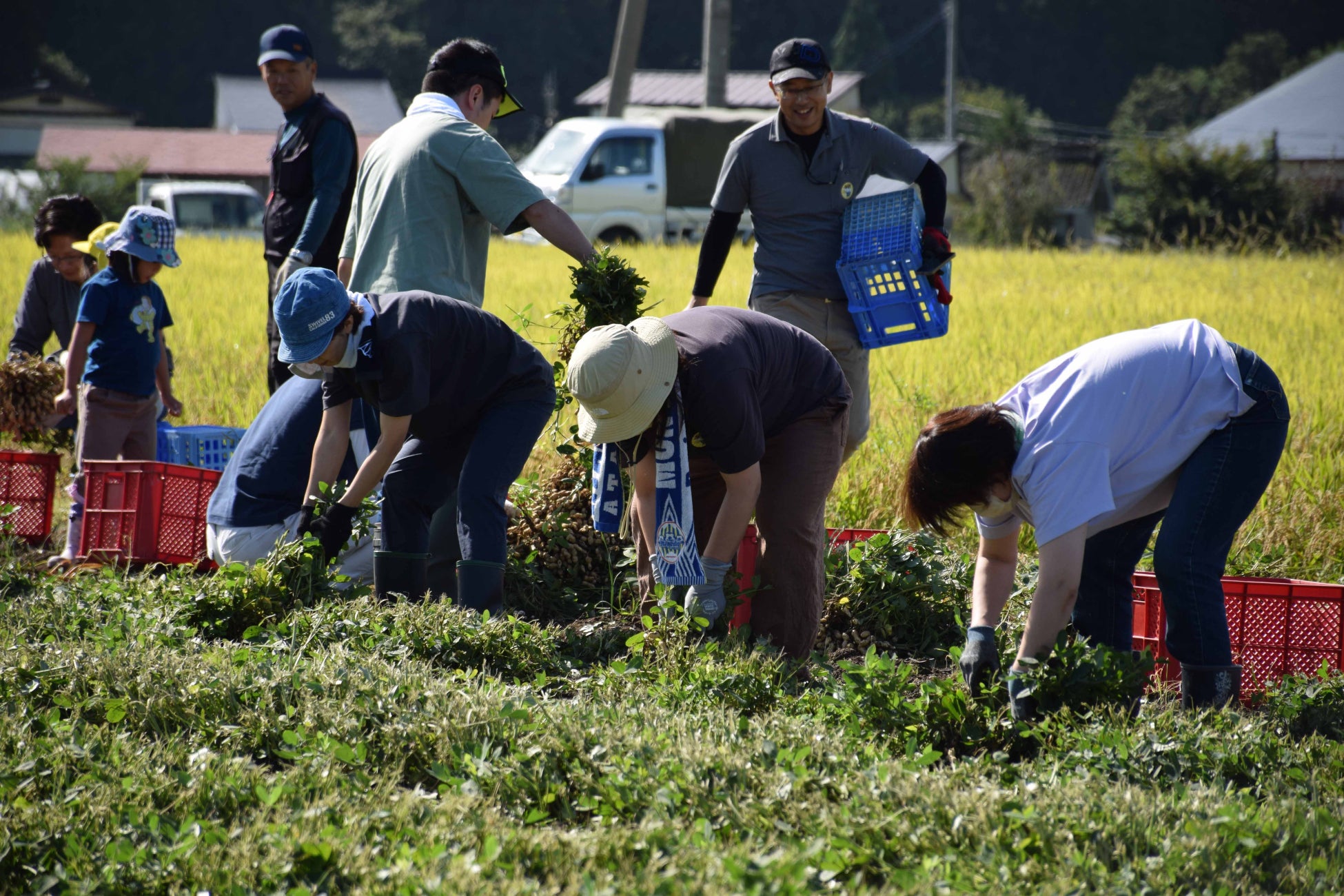 山形県金山町で落花生の収穫イベント開催！のサブ画像9_落花生の掘り取り作業