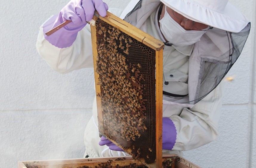 ミツバチの巣箱観察や採蜜、試食、「秋の採蜜体験会」を11月4日（土）5日（日）に開催のサブ画像2