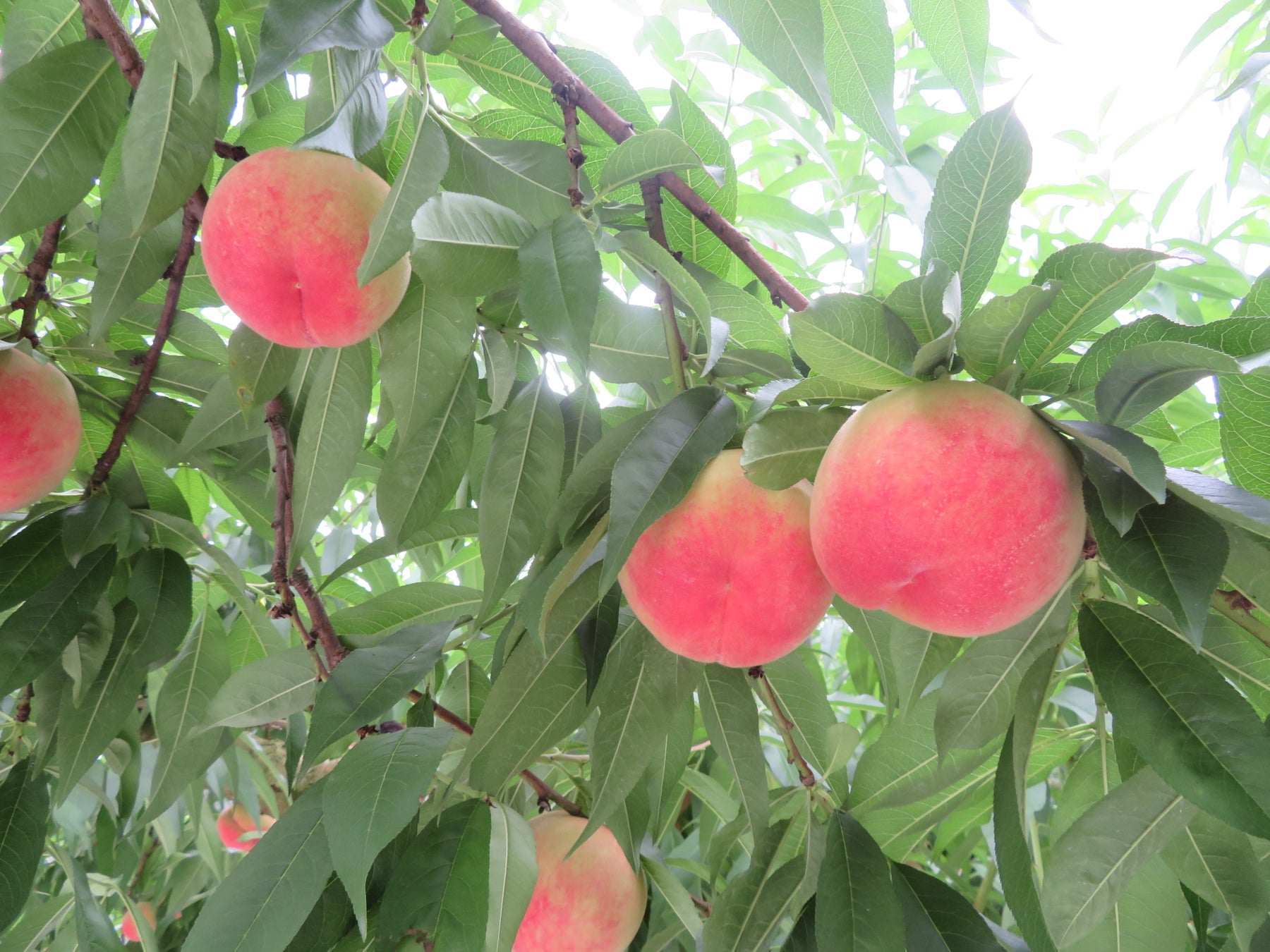 【プレゼント企画】岡山県新見市産赤い桃のリキュール『桃赤（ももか）』が発売のサブ画像6