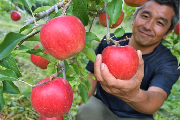 【岐阜県高山市】秋の味覚「飛騨りんご」は収穫真っ最中のメイン画像