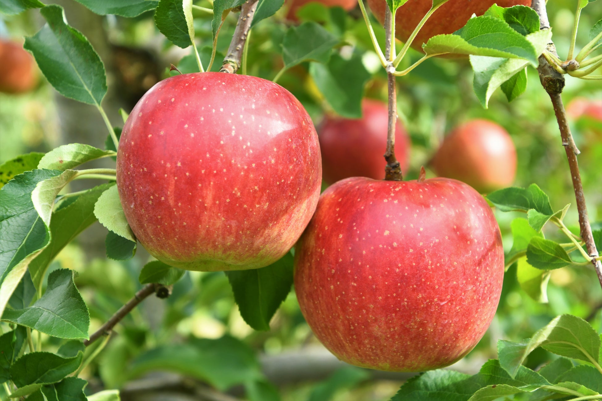 【岐阜県高山市】秋の味覚「飛騨りんご」は収穫真っ最中のサブ画像2