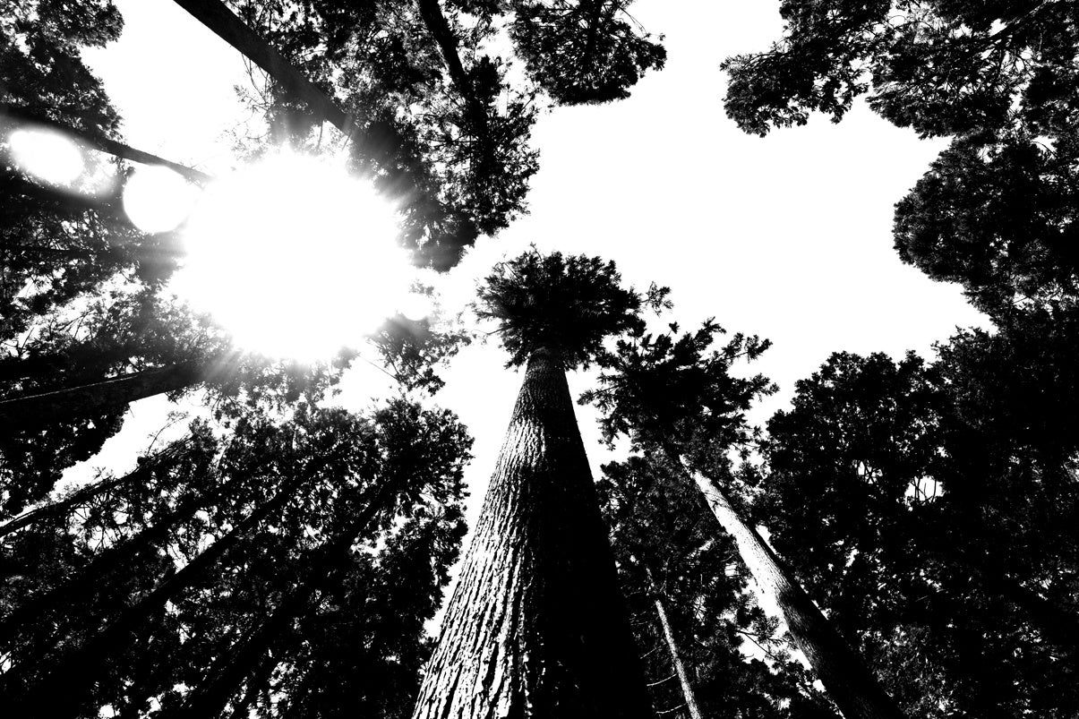 自伐型林業家がこれからの地域林業について語り、学び合うイベント【DEEP FOREST BOX】を11/30日(木)に開催のサブ画像3