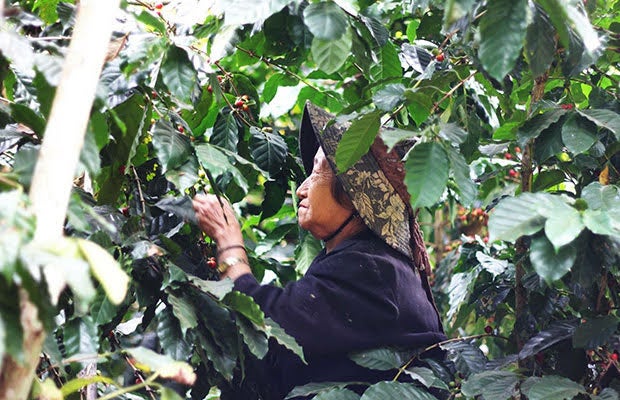 坂ノ途中「海ノ向こうコーヒー」が、コーヒーの生産過程で廃棄されていたカスカラのアップサイクル商品「カスカラコーラ」を発売！のサブ画像2_東南アジアでコーヒーを育てている生産者