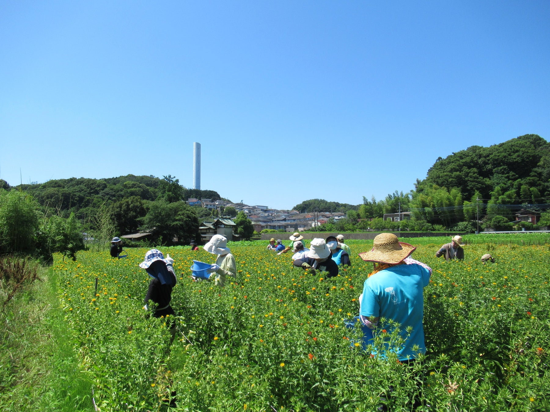 【東京都町田市】下小山田・図師町エリアが「農の風景育成地区」に指定されましたのサブ画像2