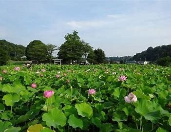 【東京都町田市】下小山田・図師町エリアが「農の風景育成地区」に指定されましたのサブ画像4
