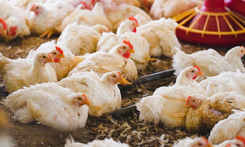 【幻のブランド鶏復活】まさかの生産停止…困難から約4年、生まれ変わった和歌山県が誇るブランド鶏『紀州うめどり』を再び全国の食卓へお届けします。のサブ画像11