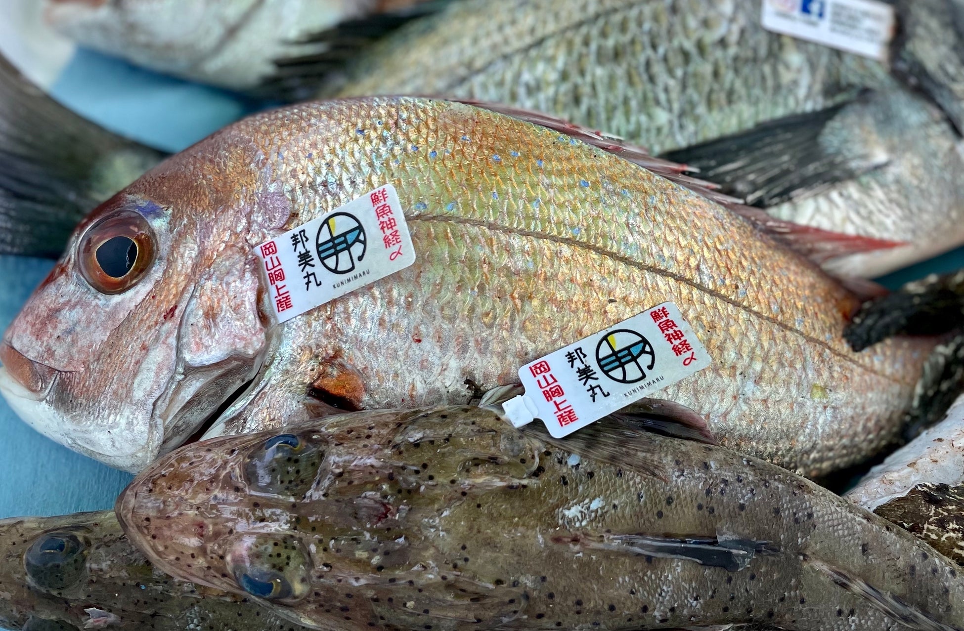 第5回ジャパン・サステナブルシーフード・アワード ファイナリスト決定！のサブ画像1_「あなたの専属漁師」完全受注漁による持続可能な漁業