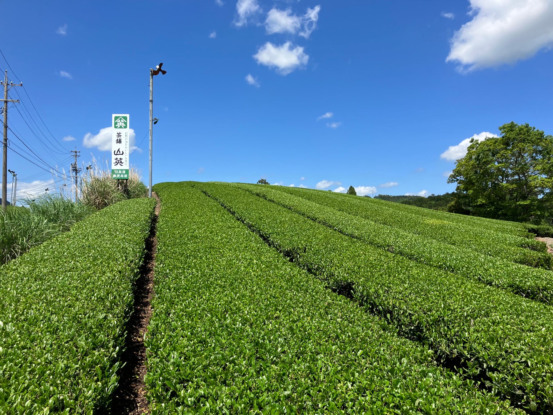 まろやかな秋摘み茶でやすらぎを　オンライン産地交流11月4日（土）〔東京〕のサブ画像1_▲畝間に刈草を敷き詰める｢茶草場農法｣