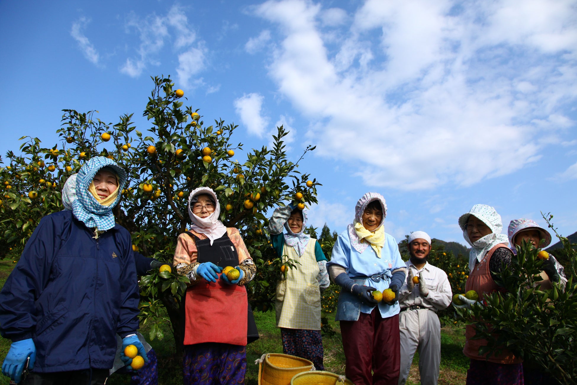 和歌山県北山村の特産柑橘「じゃばら」の初収穫が間もなく開始！のサブ画像1