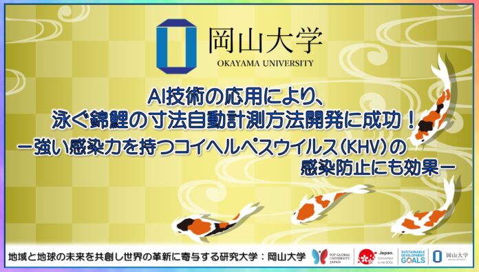 【岡山大学】AI技術の応用により、泳ぐ錦鯉の寸法自動計測方法開発に成功！－強い感染力を持つコイヘルペスウイルス（KHV）の感染防止にも効果－のメイン画像