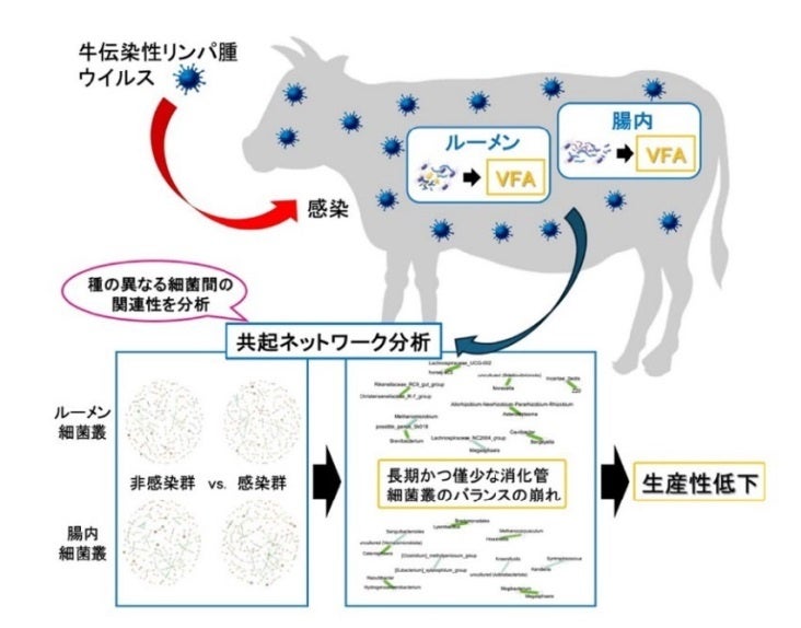 麻布大学、岡山大学、宮崎大学の研究グループが牛伝染性リンパ腫ウイルス感染による消化管細菌叢の変化を発見のサブ画像2