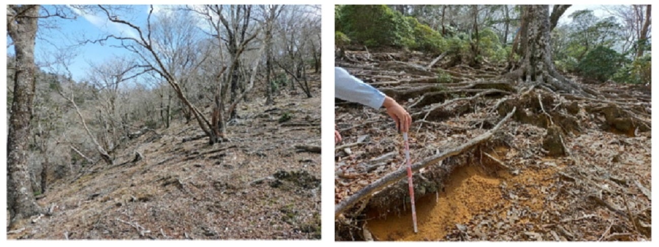 椎葉の奥山では、シカ増加に伴う土壌侵食により、ブナが衰退している〔九州大学、岡山大学〕のサブ画像2_下層植生の消失した三方岳の概況（左）と深刻な根系露出の例（右）