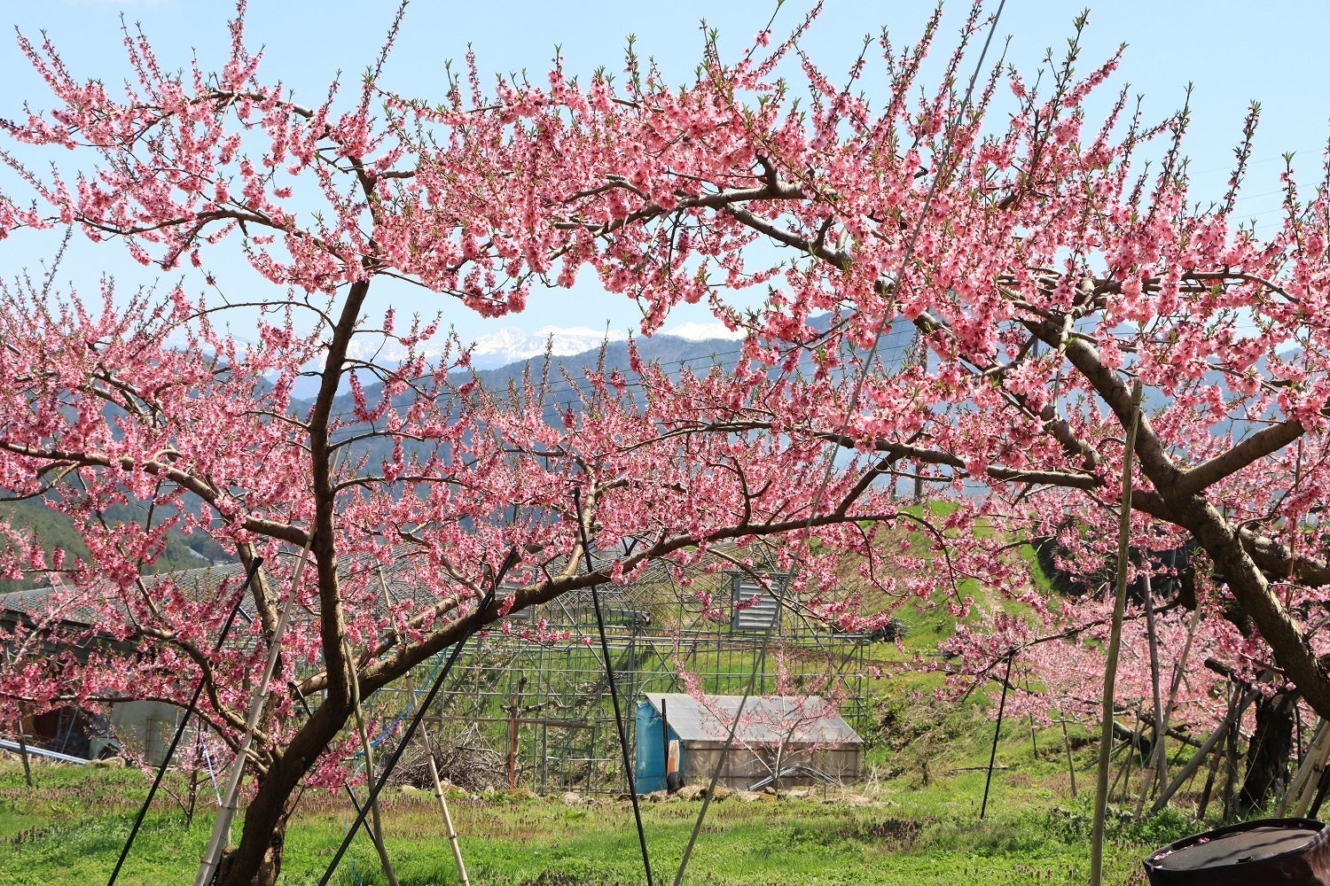 【岐阜県高山市】地元の小学校が「飛騨りんご」でギネス記録に挑戦！のサブ画像5