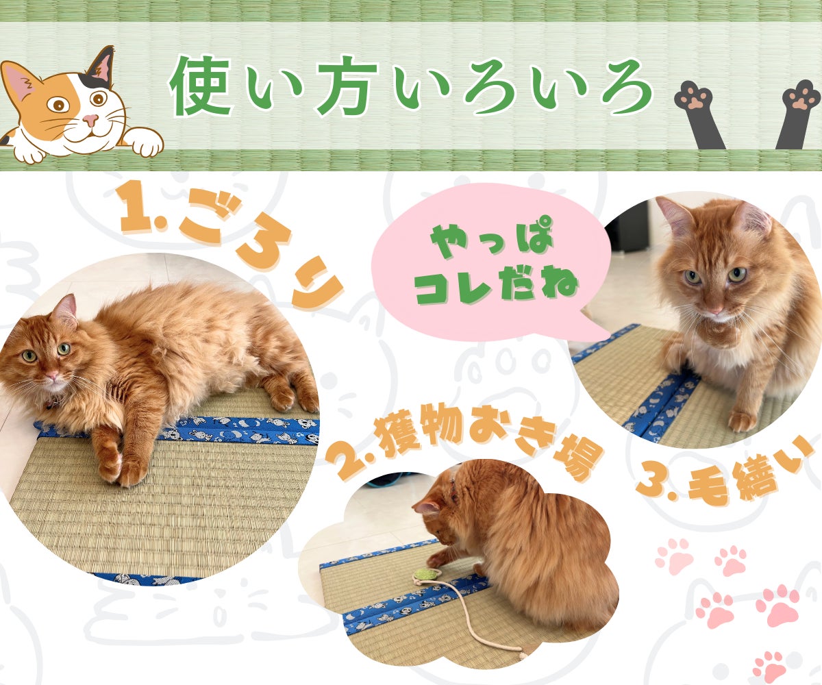 猫好き必見！熊本県産い草100%「お猫様専用ミニ畳」予約販売を開始しましたのサブ画像3