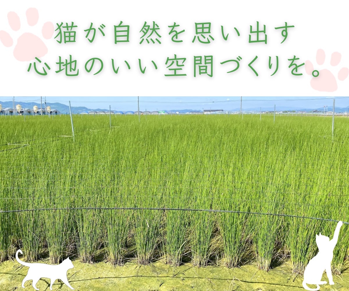 猫好き必見！熊本県産い草100%「お猫様専用ミニ畳」予約販売を開始しましたのサブ画像4