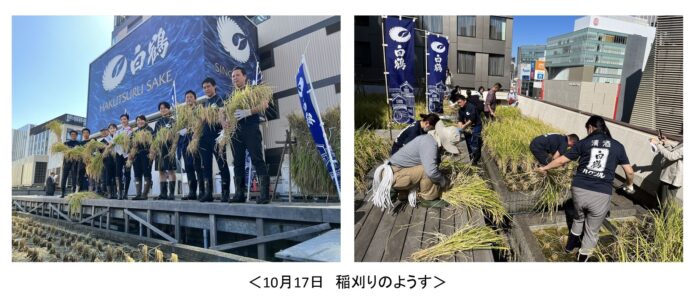 東京 ・銀座屋上の農園「白鶴銀座天空農園」で自社開発酒米「白鶴錦」の稲刈りが無事終了！　～穀物検査で最高ランクの2等を獲得～のメイン画像