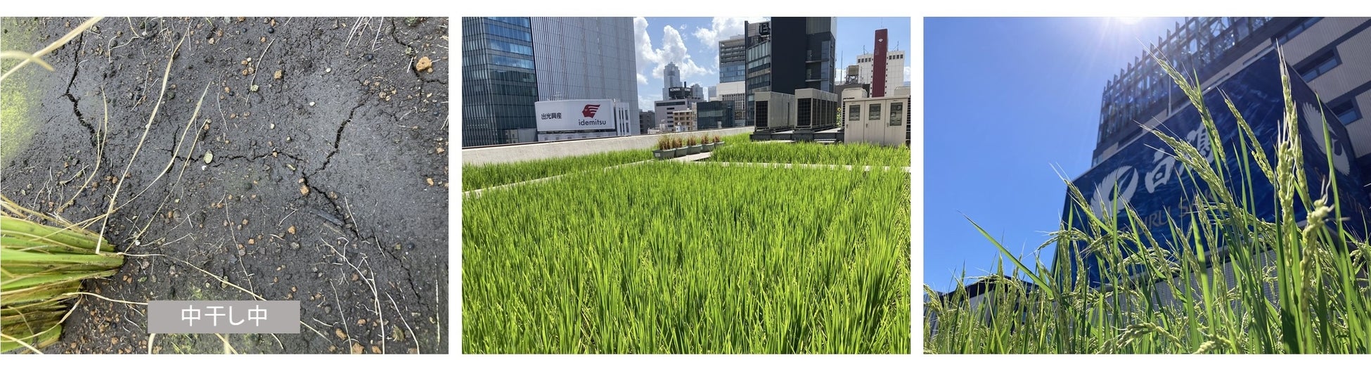 東京 ・銀座屋上の農園「白鶴銀座天空農園」で自社開発酒米「白鶴錦」の稲刈りが無事終了！　～穀物検査で最高ランクの2等を獲得～のサブ画像4