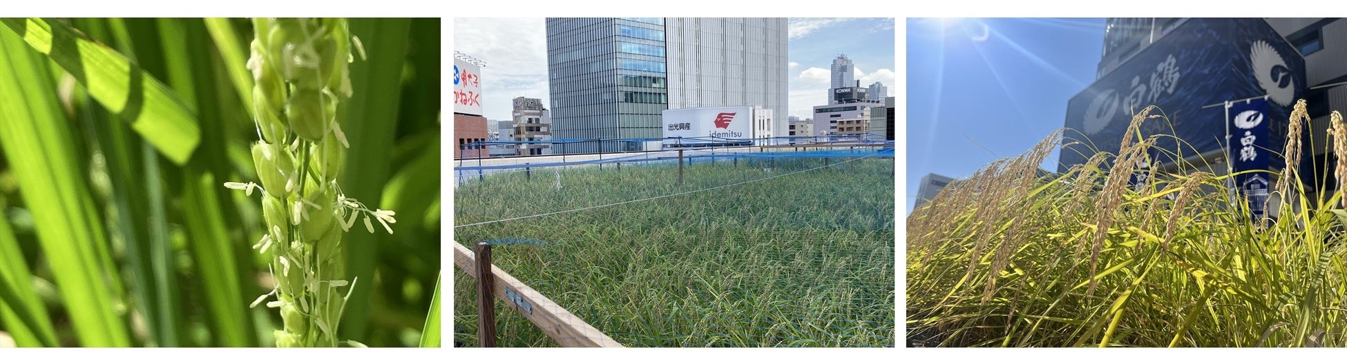 東京 ・銀座屋上の農園「白鶴銀座天空農園」で自社開発酒米「白鶴錦」の稲刈りが無事終了！　～穀物検査で最高ランクの2等を獲得～のサブ画像5