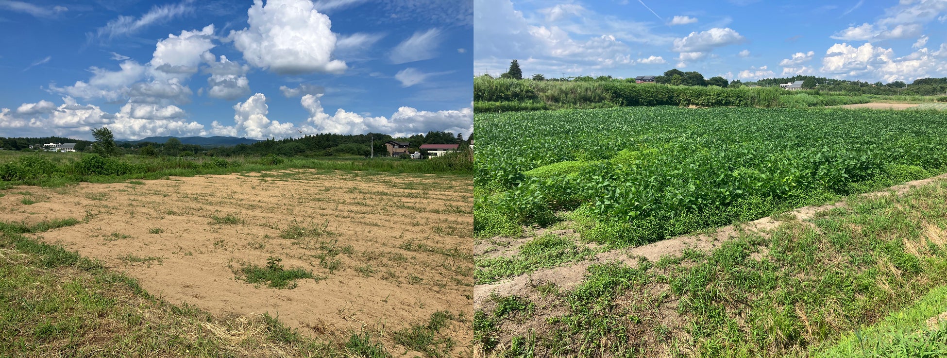 福島県矢吹町の農業型街づくりにコンサルタントとして参画、14haの水田を畑地化して農業法人に貸し出すプロジェクトのサブ画像2