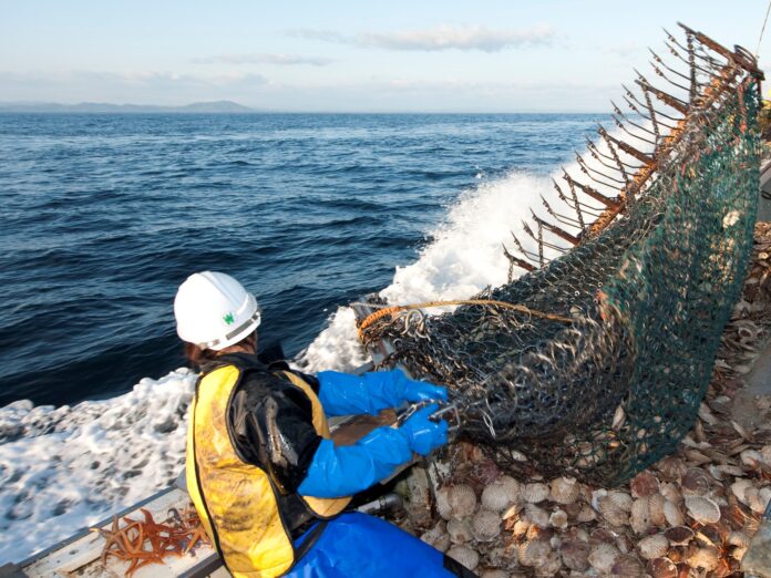 北海道漁業協同組合連合会のホタテガイ垂下式漁・桁網漁業が2度目の更新審査を完了　日本のMSC認証取得漁業では初のメイン画像
