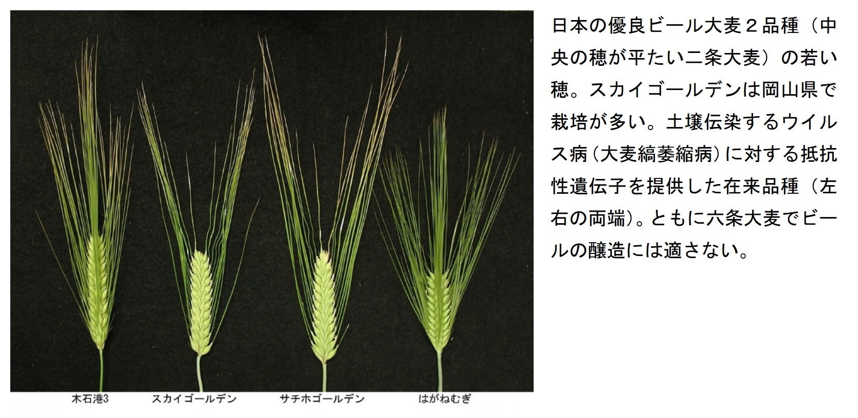 【岡山大学】日本ビール大麦の150年の改良の歴史を遺伝子で紐解くのサブ画像2