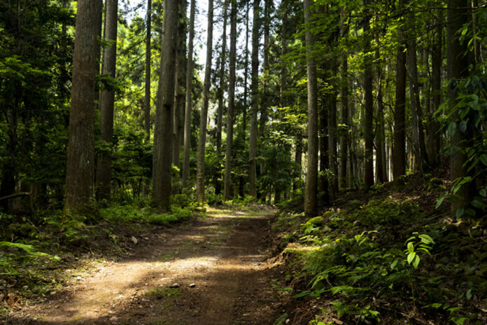 資生堂、新居浜市、住友林業で三者協定を締結 ～木のトータルコーディネートサービスで「BAUM」植樹活動をサポート～のメイン画像