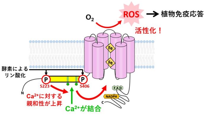 植物の活性酸素種生成酵素の活性化メカニズムを解明のメイン画像