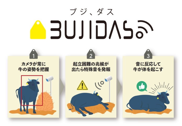 ＮＴＴテクノクロス、ベルシステム24の共同サービス、日本初の牛の起立困難予防声かけAIサービス「BUJIDAS（ブジダス）」を提供開始のメイン画像
