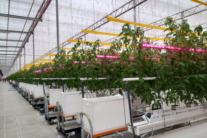 シグニファイ、株式会社みちのく白河農園へ植物育成用 LED 照明を導入のメイン画像