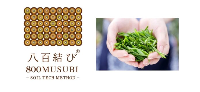 日本茶の最高峰「玉露」を有機栽培でさらなる高みへ挑戦！　土のマーケティング会社 壌結合同会社と栽培・製茶のプロフェッショナル Oosumi Orgnic Tea Companyが業務提携のメイン画像