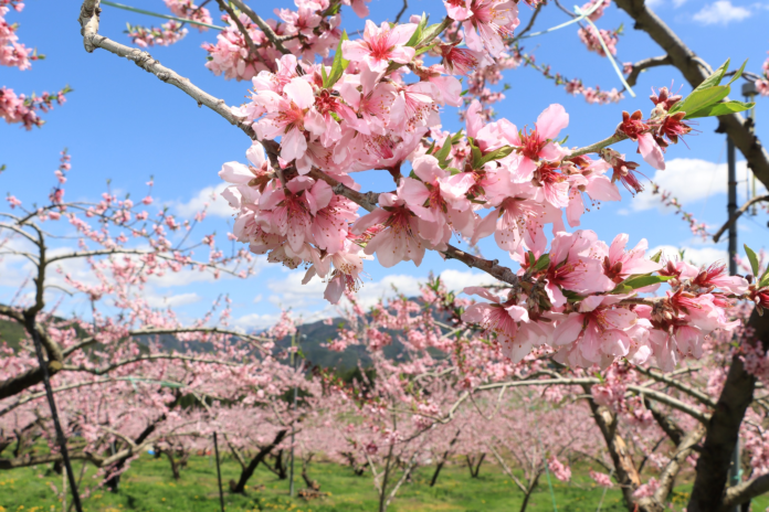 【岐阜県高山市】久々野地域の果樹園で飛騨桃の花が満開のメイン画像