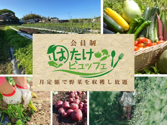 月定額で多種類の野菜を収穫し放題！SDGsに貢献するサブスクリプションサービス「はたけビュッフェ」5月上旬に埼玉県さいたま市と愛知県岡崎市でオープンのメイン画像