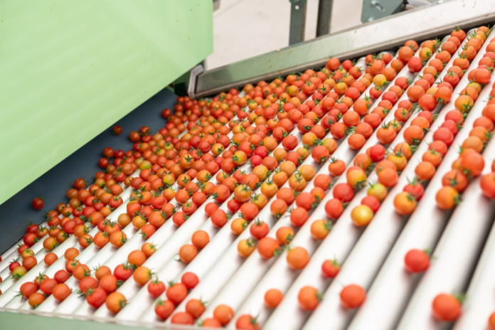 【食品ロス削減】規格外のミニトマトを野菜粉末用原料として販売のメイン画像