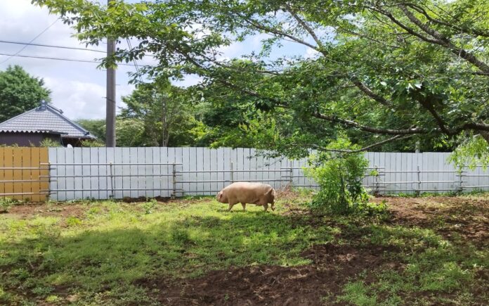 廃業する養豚場から最後の８頭を緊急レスキューのメイン画像