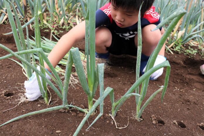 伊勢崎市「みんなの畑」で農業体験　6月1日（土）〔群馬〕のメイン画像