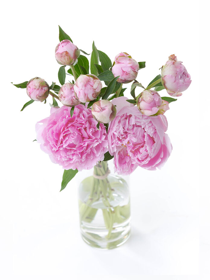 「芍薬」セールを2024年5月10日～開始！最大58％OFF｜花の卸通販フラワースミスマーケットのメイン画像
