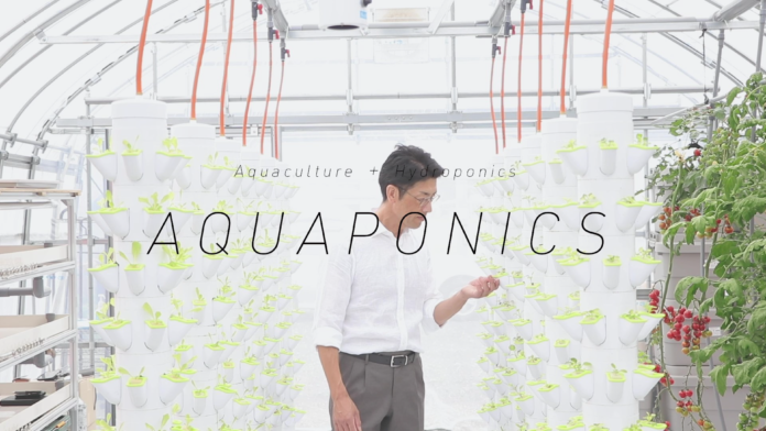 【十和田アクアポニックス農場】新たな時代の農業を提案 – 寒冷地域でのアクアポニックスのメイン画像