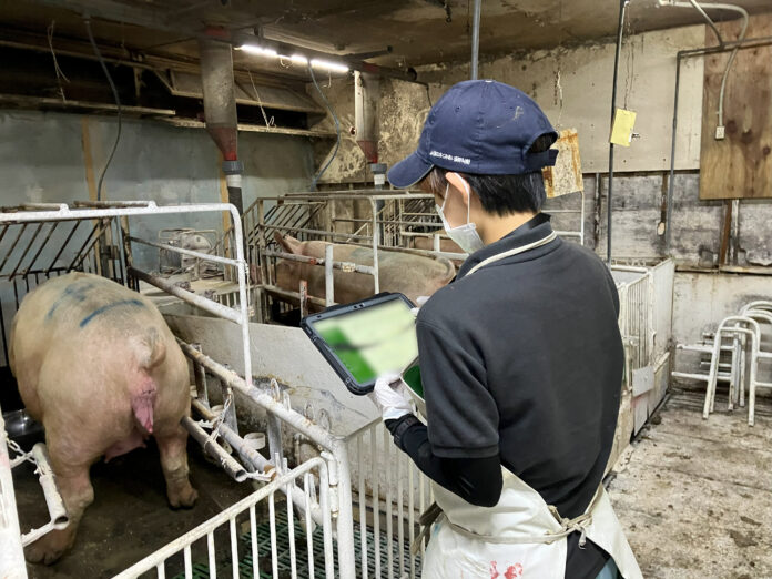 NEC通信システム、養豚業でのDX化とアニマルウェルフェア対応の実証実験を開始。トライアル農家募集のメイン画像